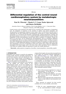 Differential regulation of the central neural cardiorespiratory system