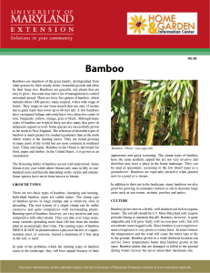 HG 28 Bamboo - University of Maryland Extension