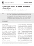 Emerging mechanisms of T-tubule remodelling in heart failure