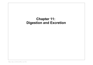 Chapter 11: Digestion and Excretion