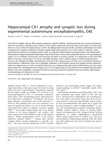 Hippocampal CA1 atrophy and synaptic loss during