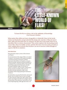 The Little-known World of Flies