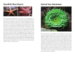 Starfish (Sea Stars) Green Sea Anemone