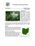 Multiflora rose - Ohio Invasive Plants Council