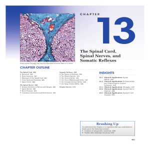 The Spinal Cord, Spinal Nerves, and Somatic Reflexes