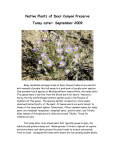 Native Plants of Deer Canyon Preserve Tansy aster: September 2009