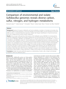 Comparison of environmental and isolate Sulfobacillus genomes