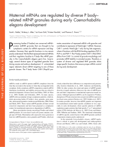 Maternal mRNAs are regulated by diverse P body