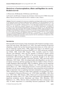 Bacterivory of metazooplankton, ciliates and flagellates in a newly