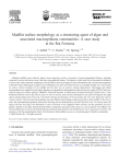 Mudflat surface morphology as a structuring agent of algae and
