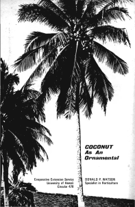 COCONUT As An Ornamental