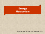 Energy Metabolism