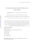 Left Ventricular Structure and Function in TTR-Related