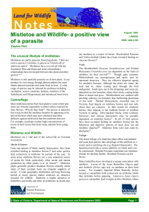 Mistletoe and Wildlife- a positive view of a parasite