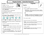 Kingdom Protista - Animal