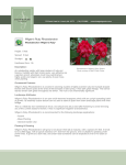 Wilgen`s Ruby Rhododendron