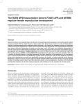 The R2R3 MYB transcription factors FOUR LIPS and MYB88