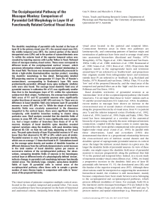 The occipitoparietal pathway of the macaque monkey: comparison