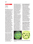 A two-fold increase in cellular reactive oxygen species