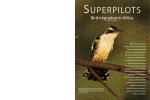 Superpilots: bird migration in Africa