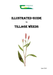 guide to identifying tillage weeds