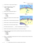 Chapter 11 Review - Blue Valley Schools