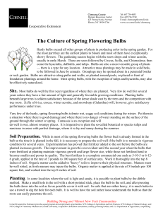 The Culture of Spring Flowering Bulbs