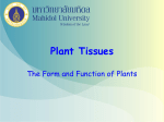 Plant Tissues