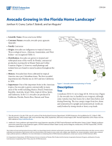 Avocado Growing in the Florida Home Landscape