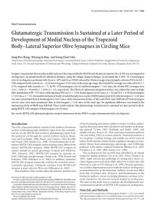 Glutamatergic Transmission Is Sustained at a Later Period of