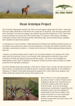 Roan Antelope Programme
