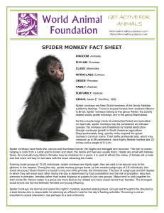 spider monkey fact sheet - World Animal Foundation