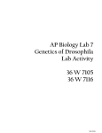 WARDS Lab 7 - Genetics of Drosophila