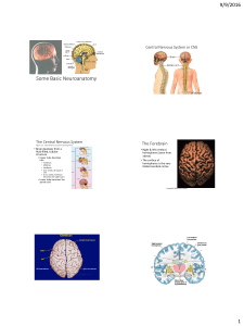 9/9/2016 1 Some Basic Neuroanatomy