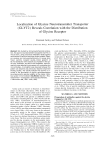 Localization of Glycine Neurotransmitter Transporter (GLYT2