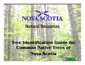 ID Trees of Nova Scotia - Government of Nova Scotia