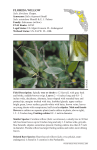 Salix floridana - Florida Natural Areas Inventory