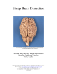 Sheep Brain Dissection - Michigan State University