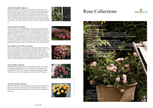 Rose Collections