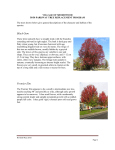 city of shorewood 50/50 parkway tree program