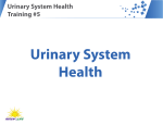 Urinary System Health