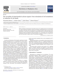 The versatility of mitochondrial calcium signals: From stimulation of