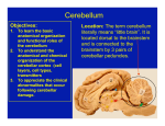 Cerebellum