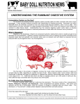 Ruminant Digestive System