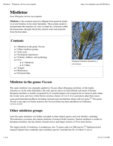 Mistletoe - Wikipedia, the free encyclopedia