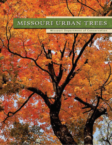 Missouri Urban Trees - Forest ReLeaf of Missouri