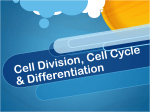 Cell Cycle, Mitosis, Differentiation