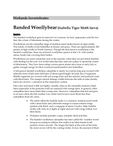 Wetland Invertebrates