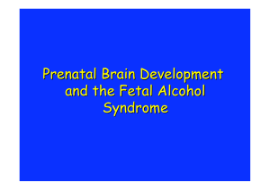 Prenatal Brain Development and the Fetal Alcohol Syndrome