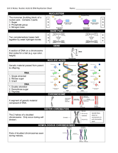 NUCLEOTIDE BASE PAIR GENE NUCLEIC ACIDS CHROMOSOME